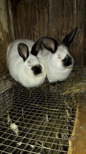  - c pui californieni