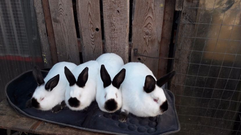  - c pui californieni