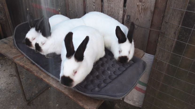  - c pui californieni