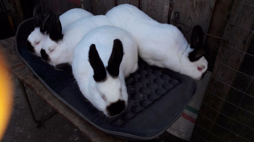  - c pui californieni