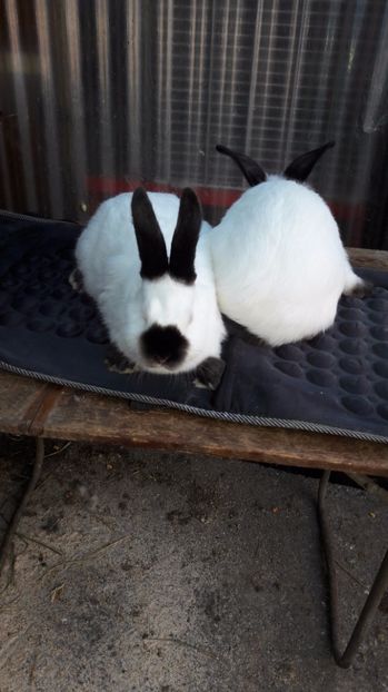  - c pui californieni