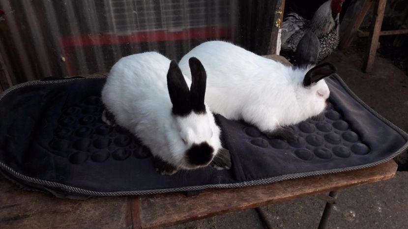  - c pui californieni