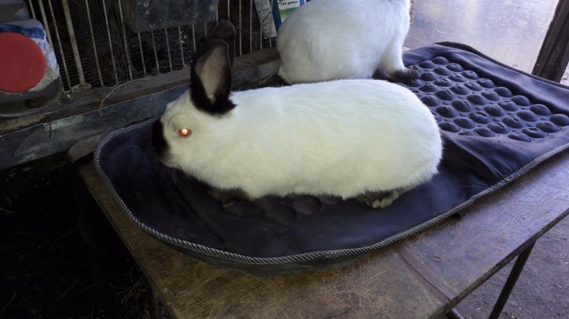  - c pui californieni