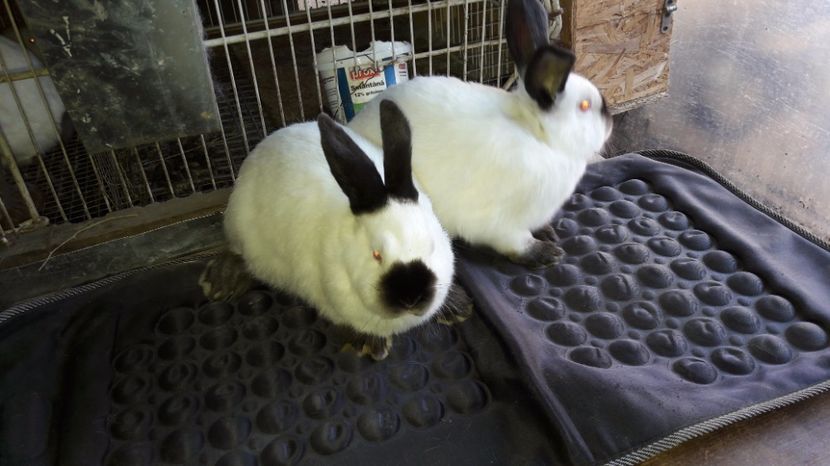  - c pui californieni