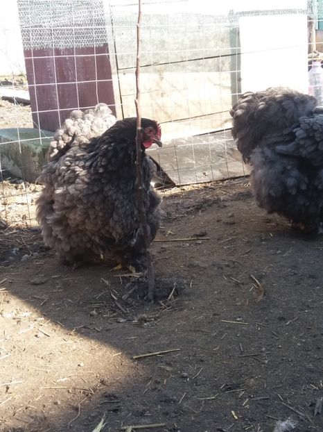  - Cochin albastru 2016-2017