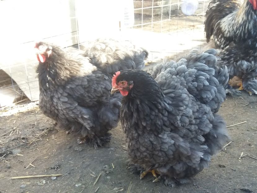  - Cochin albastru 2016-2017