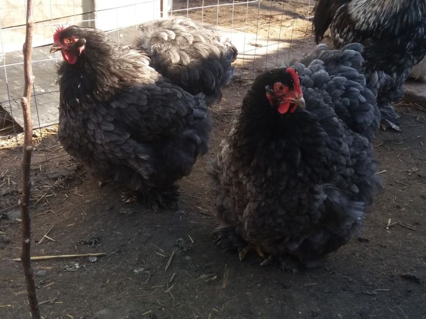  - Cochin albastru 2016-2017