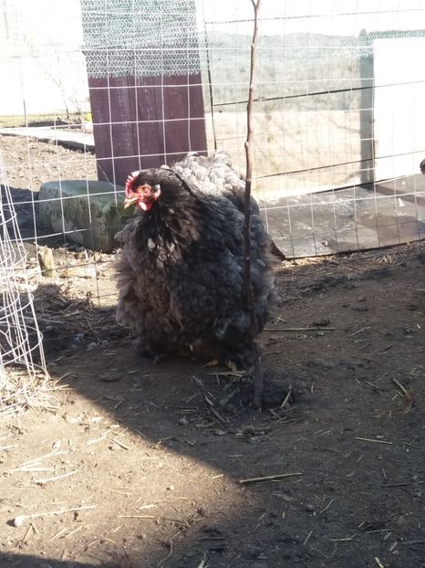  - Cochin albastru 2016-2017