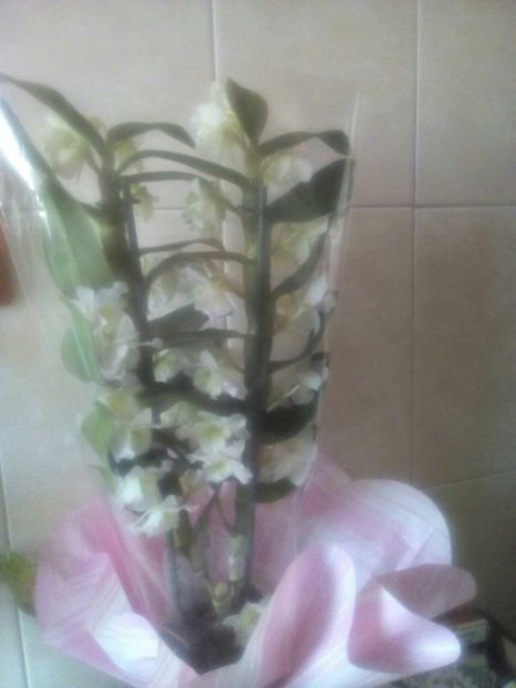 Dendrobium 1.03.2017 - Flori de ziua mea si de 8 martie