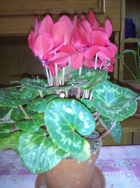 Cyclamen 1.03.2017 - Flori de ziua mea si de 8 martie