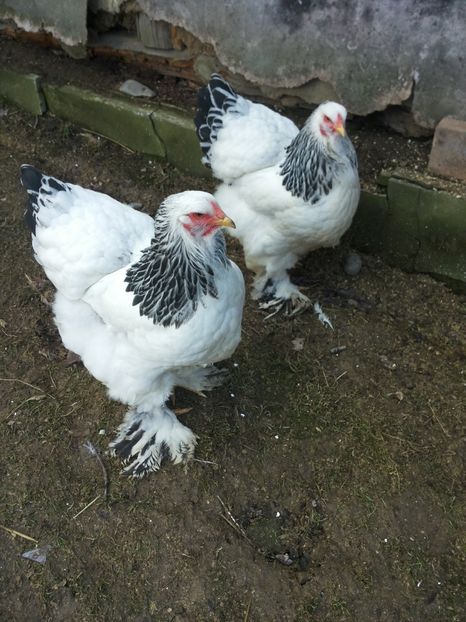  - 1 Brahma columbia alb-negru 2017