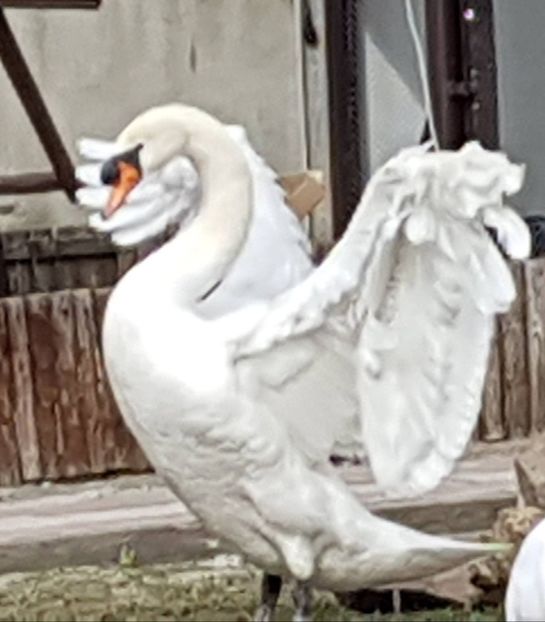 17105873_1848355195403122_2073217447_o - LEBEDE ALBE