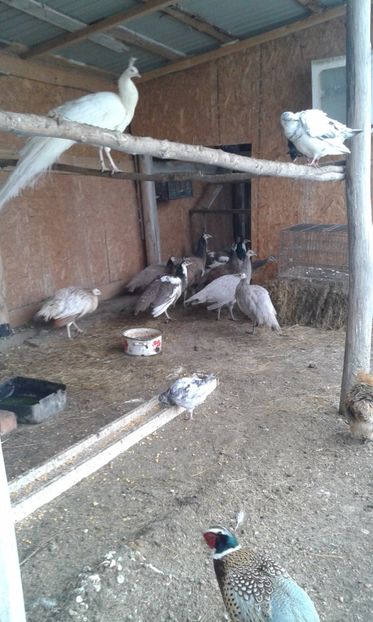  - P---PAUNI 2016-2018