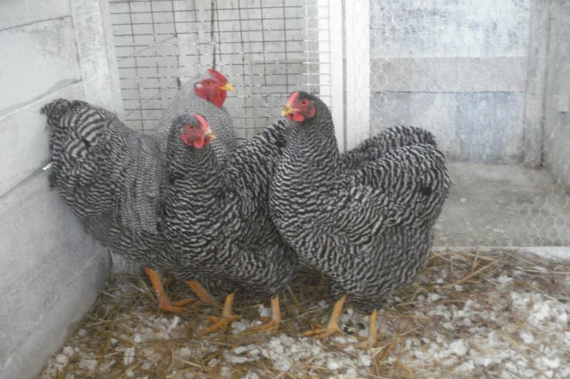  - WYANDOTTE BARAT 2017 - ARHIVA