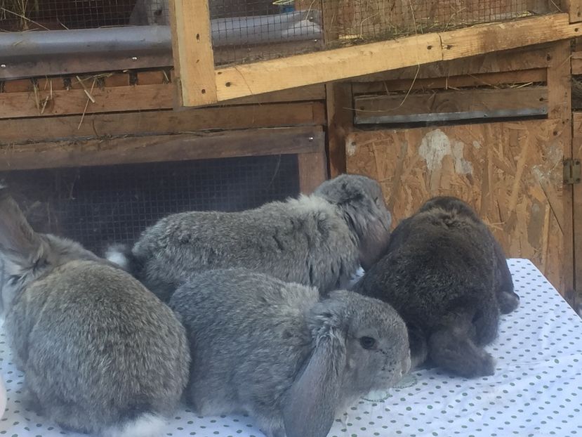 image - Cuib 1 din 23 Ian 2017