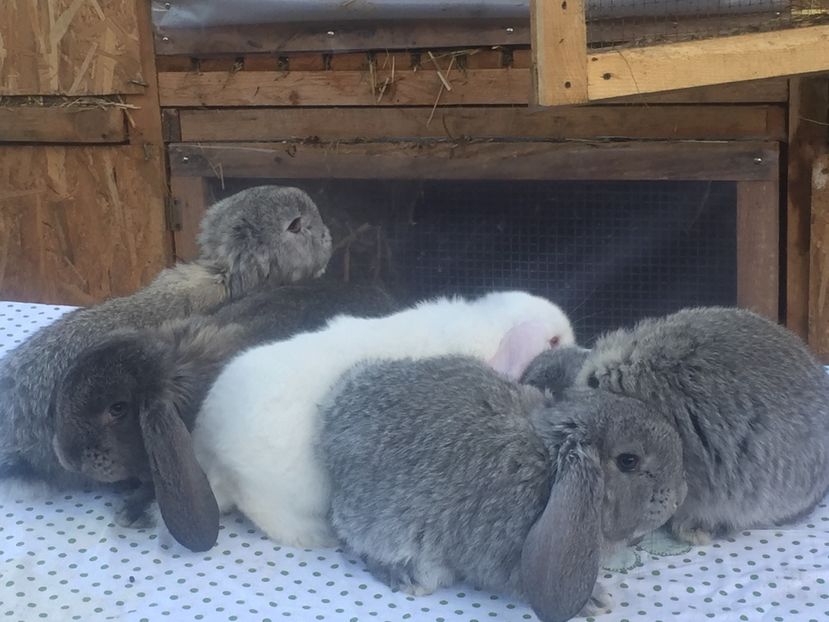 image - Cuib 1 din 23 Ian 2017