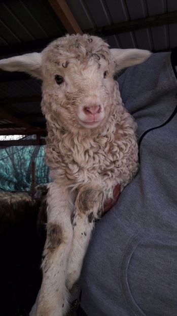 IMG-20170303-WA0001 - bale