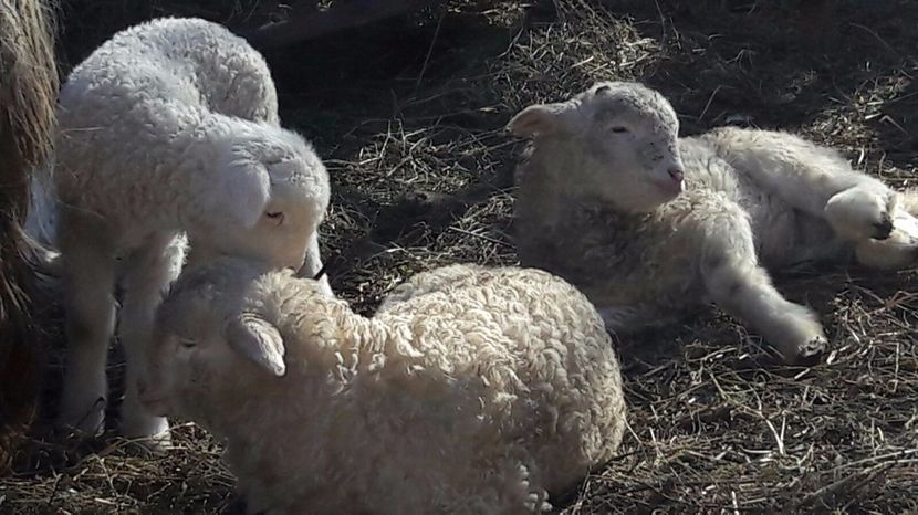 IMG-20170216-WA0004 - bale