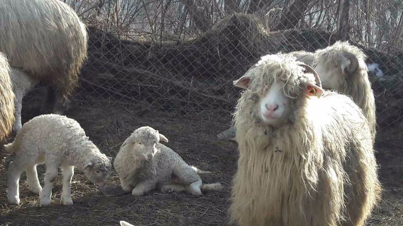 image-0-02-05-f00ea3bb401ed5278b74d45f3464882e9610f1472bdcb29a7d7e6c2101528011-V - bale