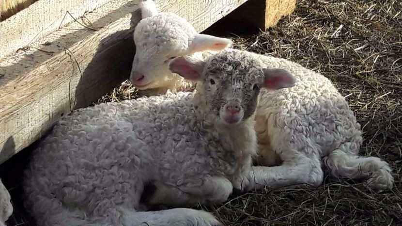 image-0-02-05-8bf982c5e5ea5e6bf54042c0da94f3b7eb2a6038171ad5d6b5fdf9c2d4ed1fd7-V - bale