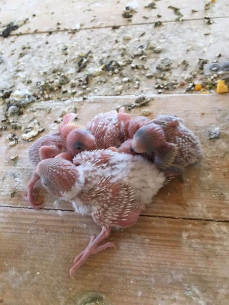 IMG-20170304-WA0001 - Perusi 2016-2017