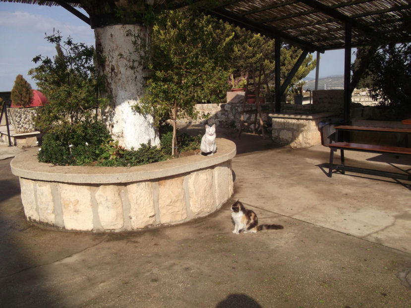 pisicute - a doua zi de pelerinaj