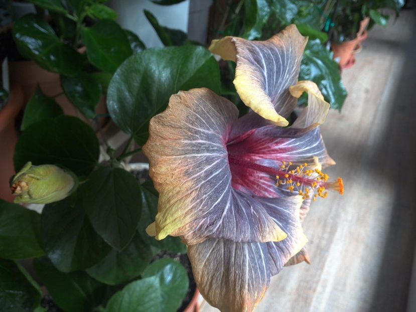 Incredibil ,in a 4 zi tot frumos ! - Black Rainbow