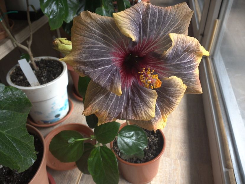 WIN_20170304_135204 - Black Rainbow