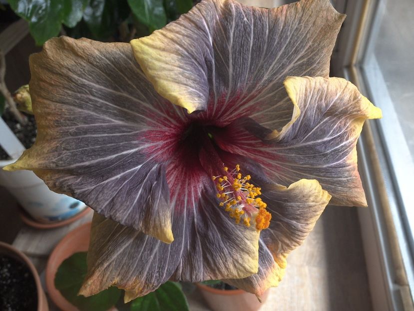 WIN_20170304_135221 - Black Rainbow