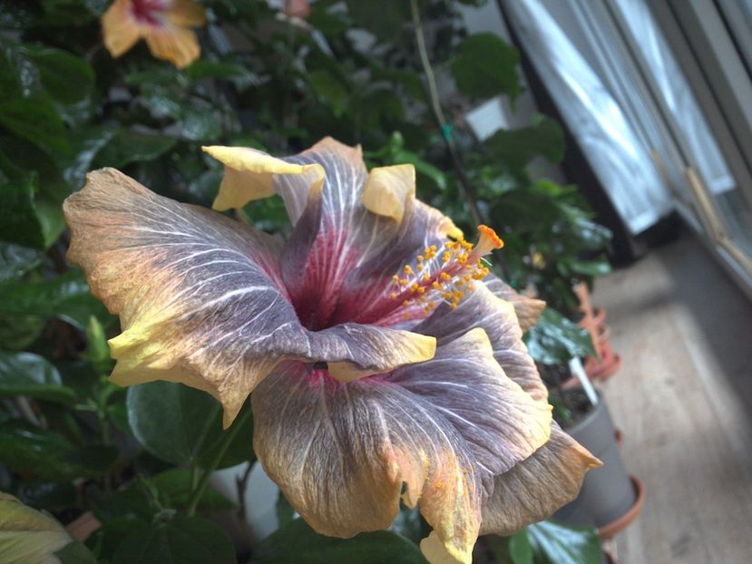 WIN_20170304_135358 - Black Rainbow