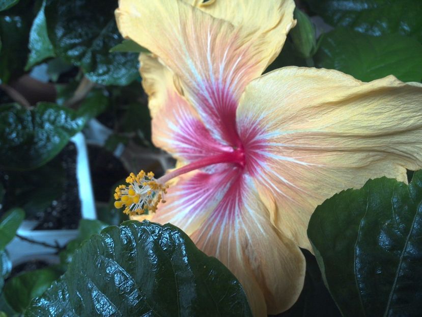 WIN_20170304_140029 - Tahitian Arcturus Queen