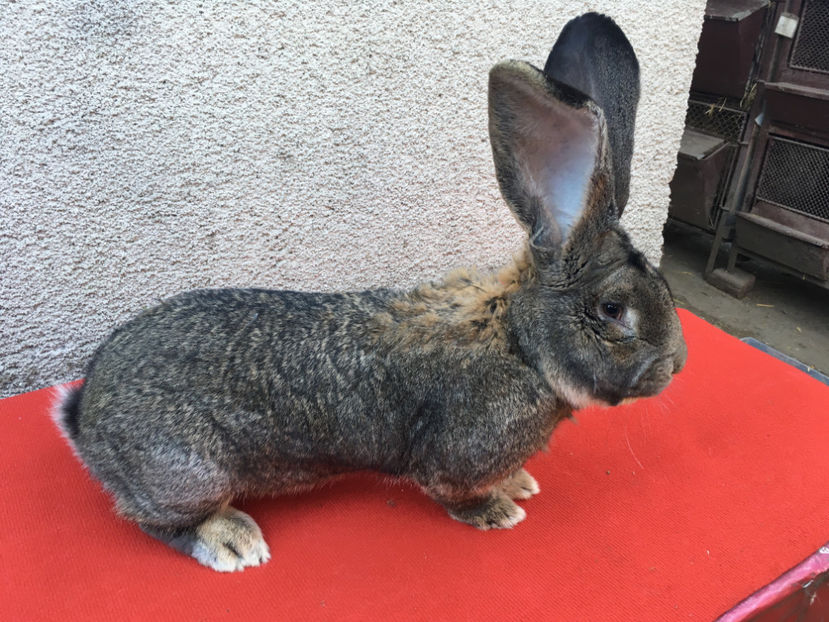 B 776 4689(M6) - Arhiva Masculi