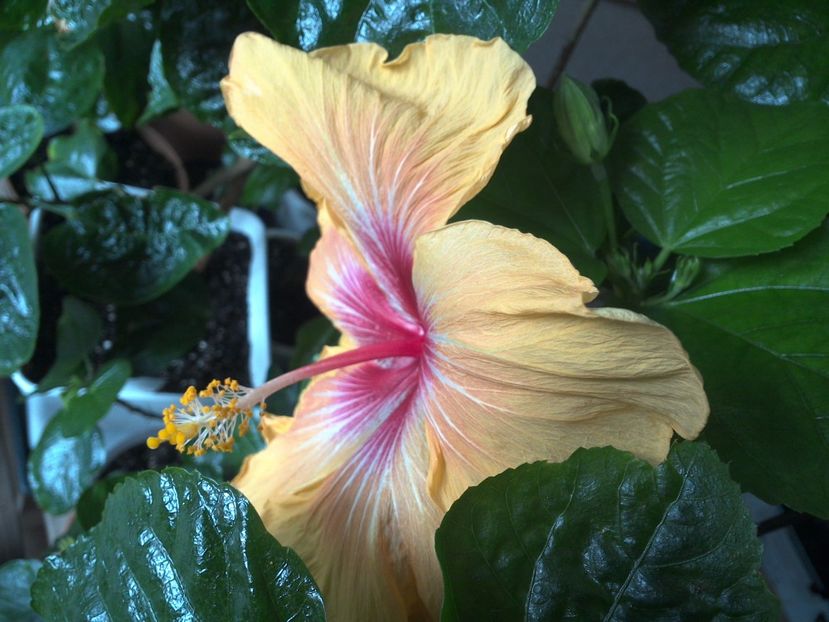 WIN_20170304_140047 - Tahitian Arcturus Queen