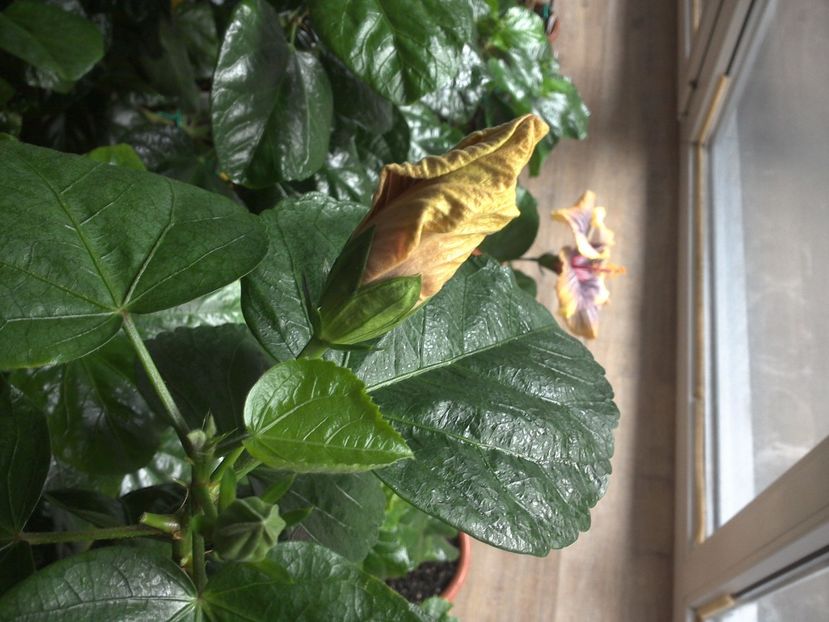 WIN_20170304_140123 - Jolanda Gommer