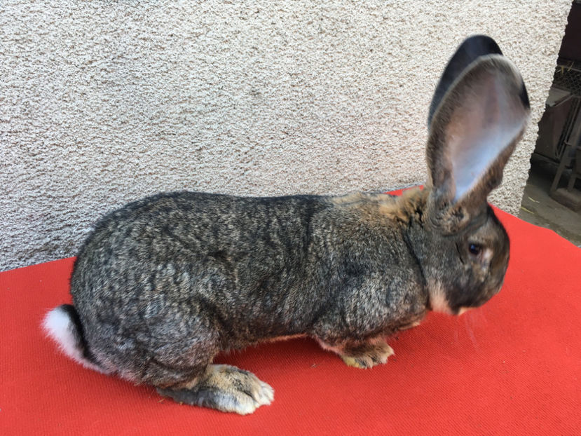 B776 1611(M5) 9.5kg - Fatari 2017