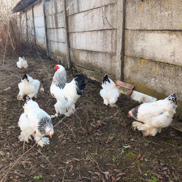 IMG-20170304-WA0002 - Martie bhd