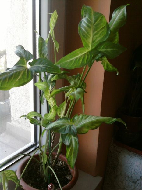 singonium - februarie 2017