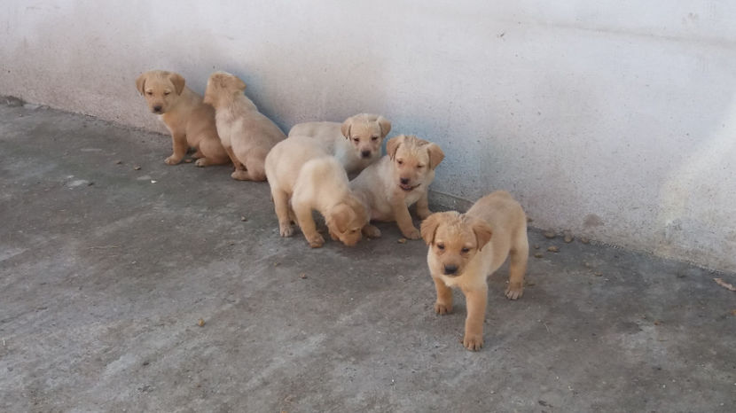  - DE VAZARE CATEI LABRADOR