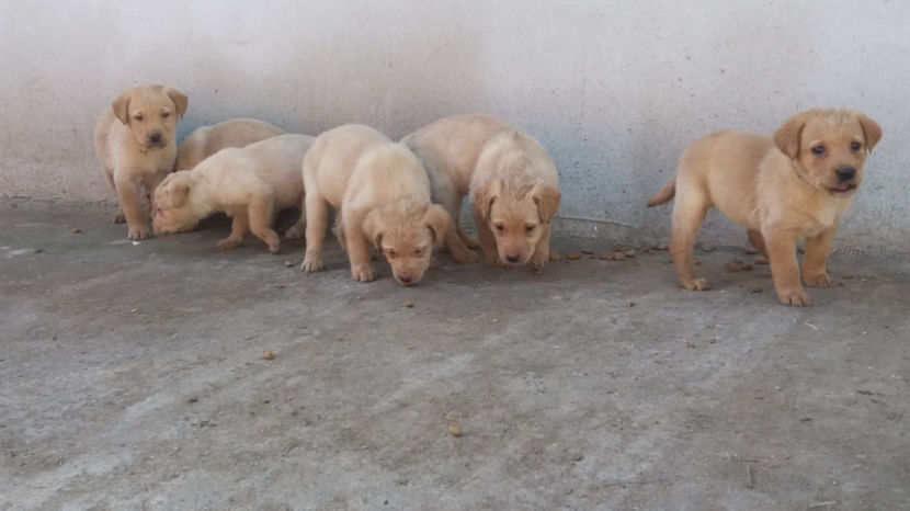  - DE VAZARE CATEI LABRADOR