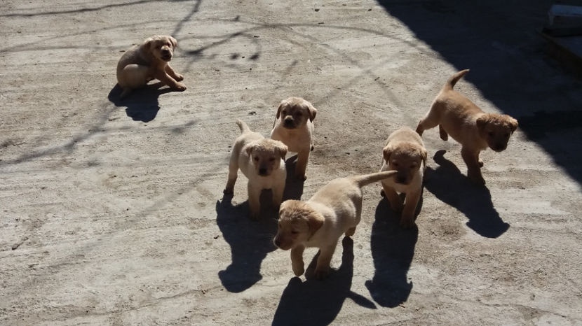  - DE VAZARE CATEI LABRADOR