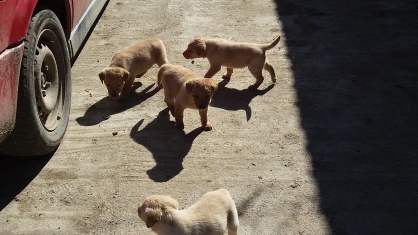  - DE VAZARE CATEI LABRADOR