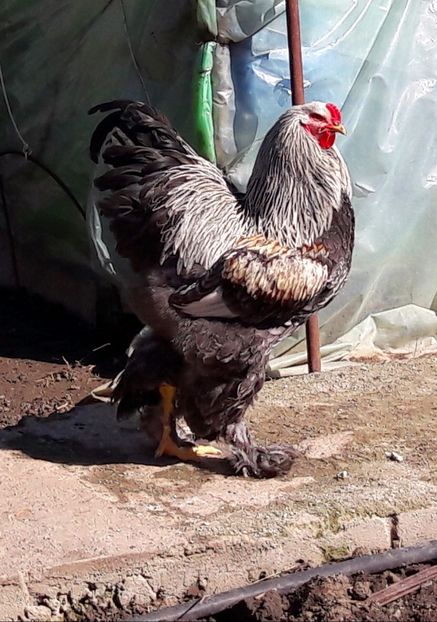  - B__Brahma Silver orange