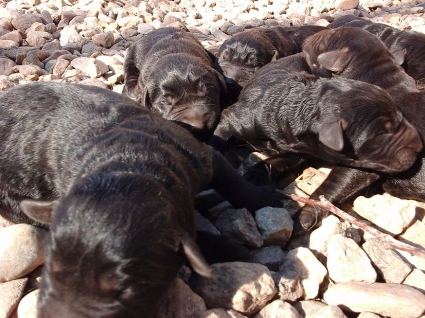  - Schnauzer Urias NEGRU DE VINZARE