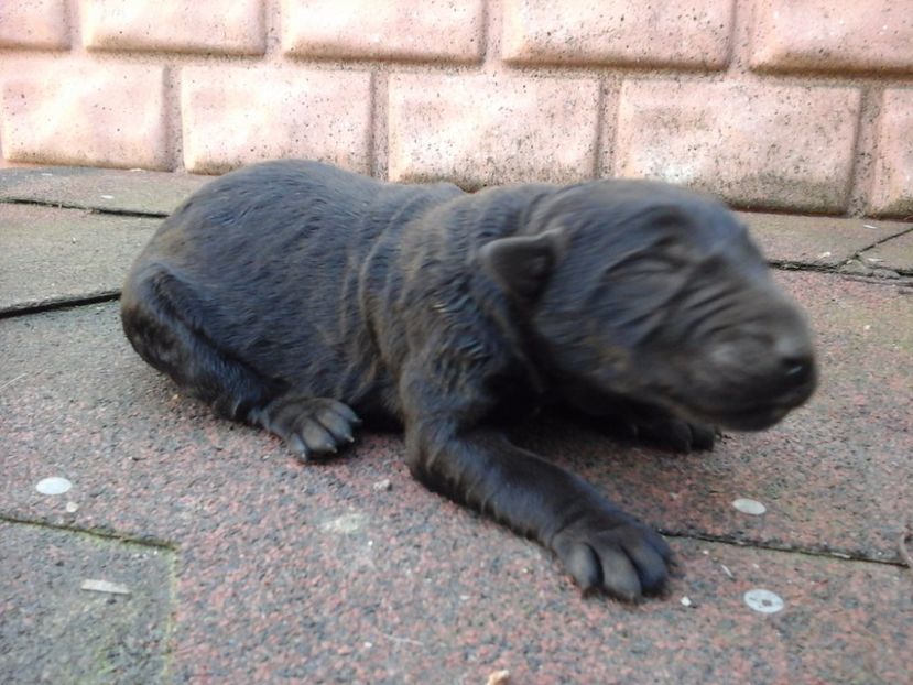  - Schnauzer Urias NEGRU DE VINZARE