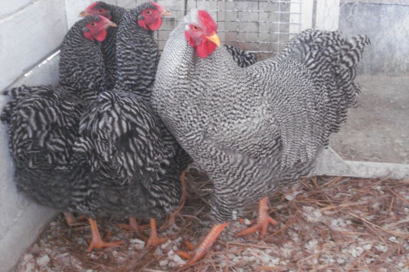  - WYANDOTTE BARAT 2017 - ARHIVA