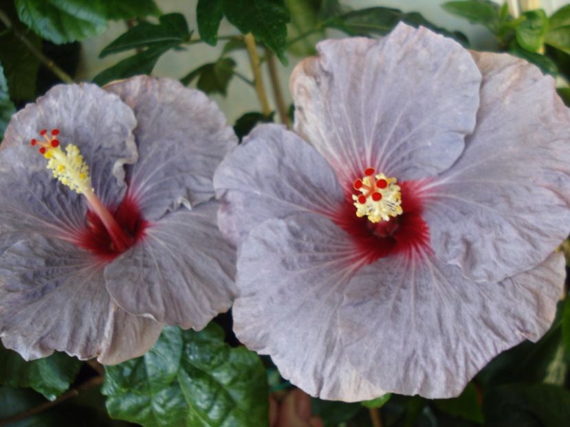  - HIBISCUS 2017