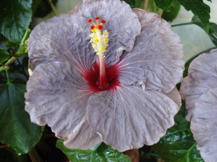  - HIBISCUS 2017