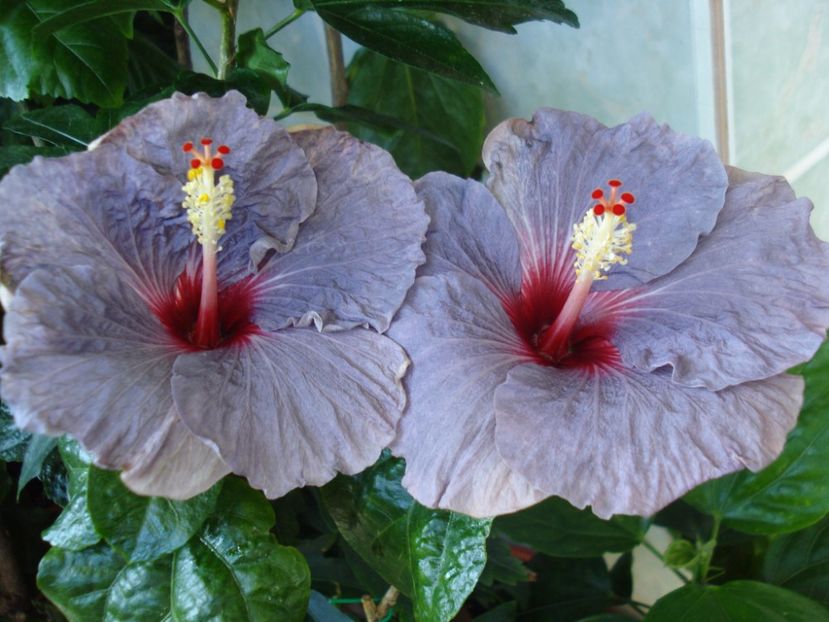  - HIBISCUS 2017