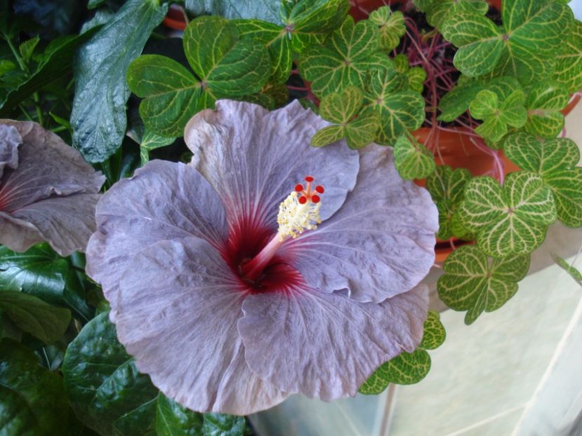  - HIBISCUS 2017