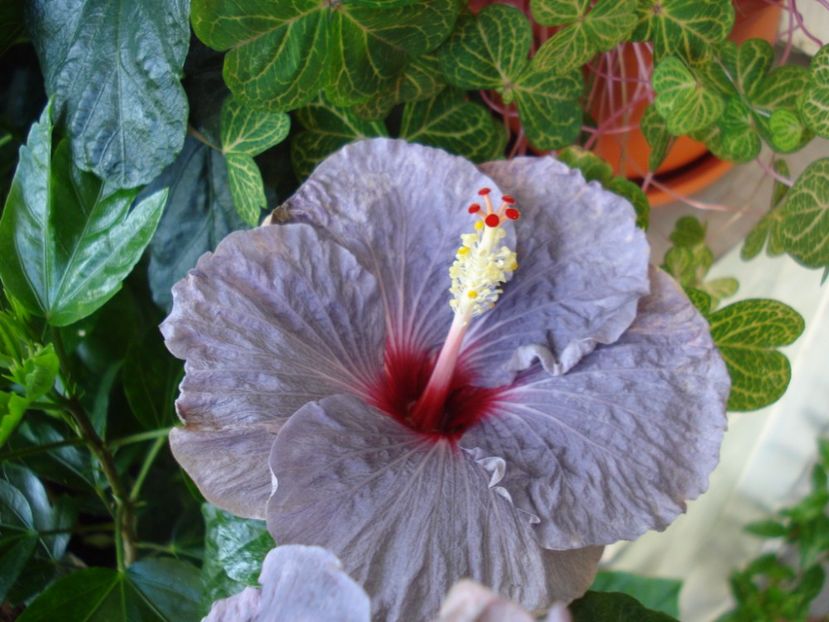 - HIBISCUS 2017